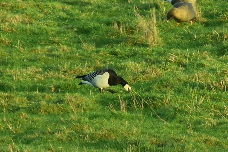 Barnacle Goose - ML388597191