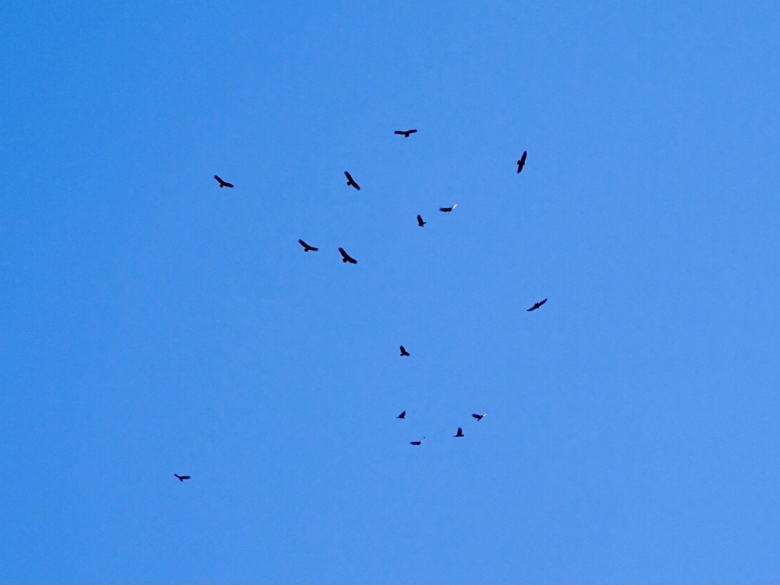 Turkey Vulture - ML388598921