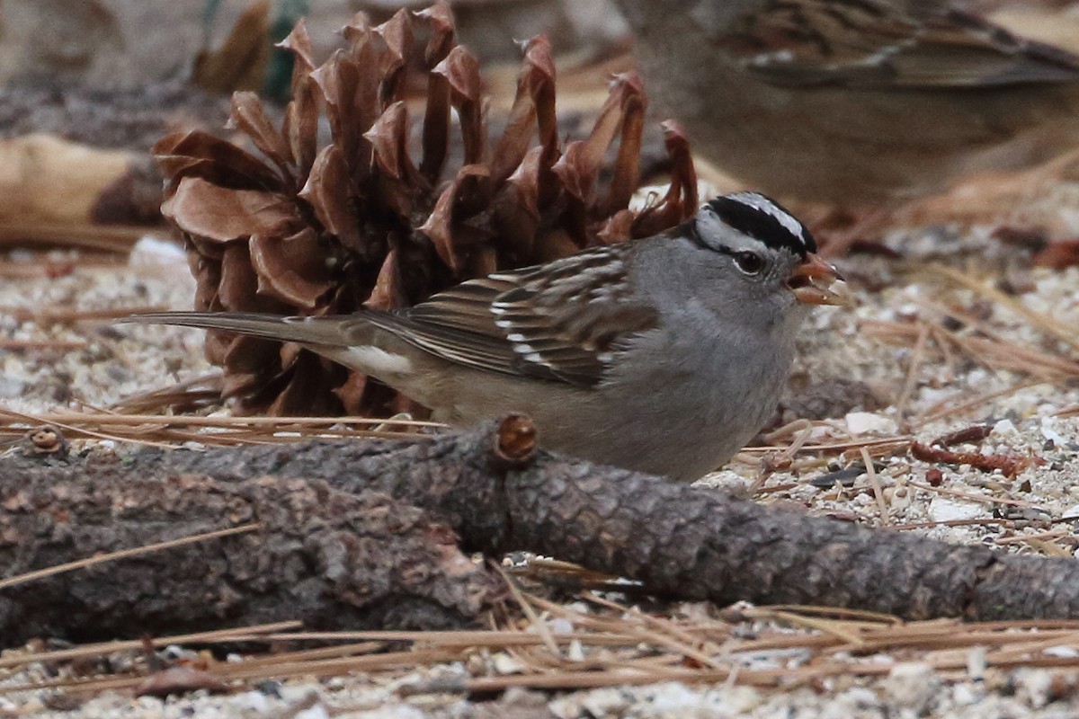 White-crowned Sparrow - ML388598991