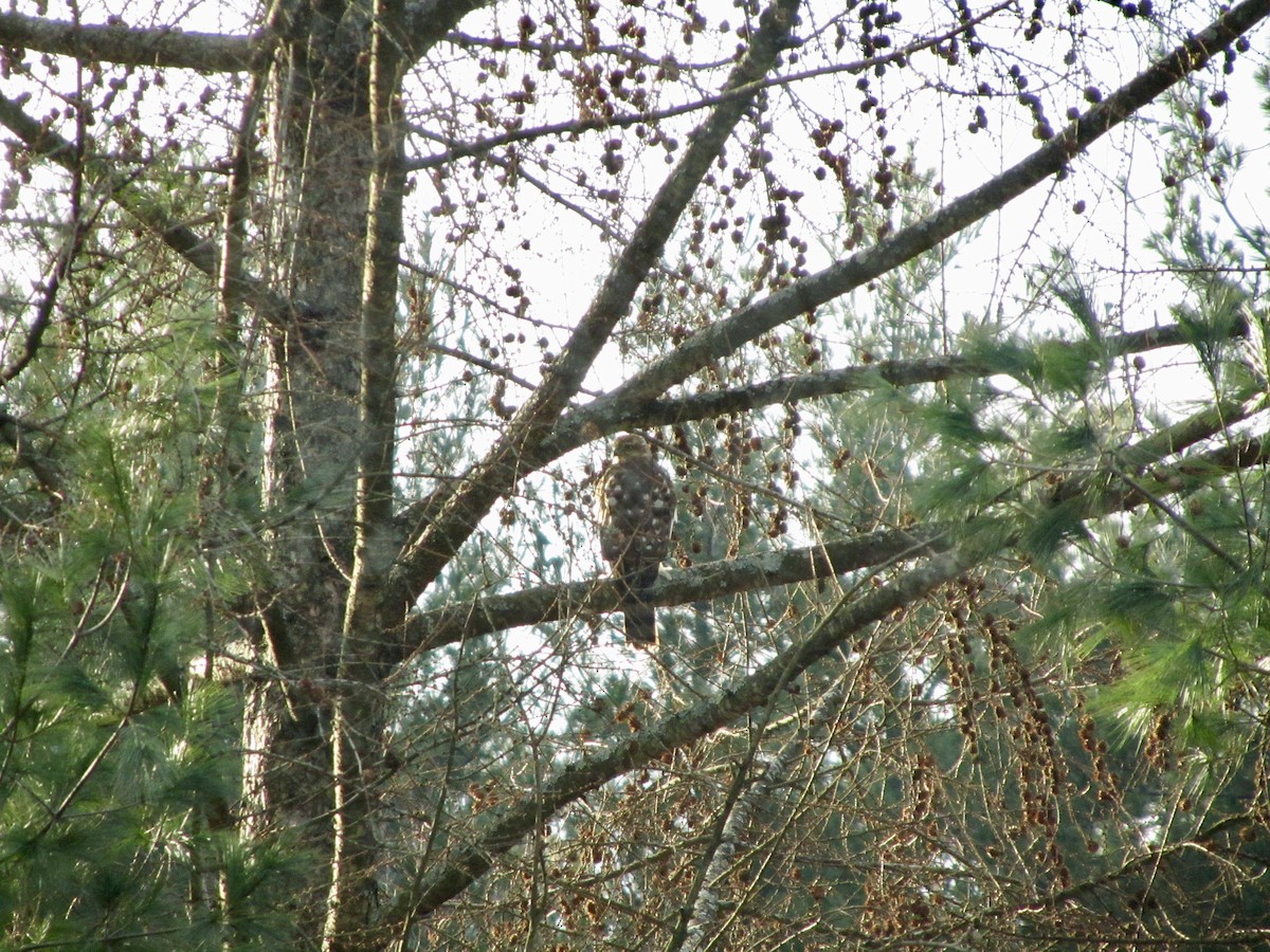 Sharp-shinned Hawk - ML388599191