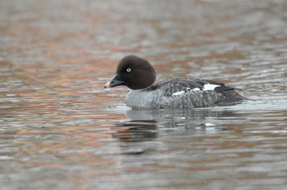 Common Goldeneye - ML388599301