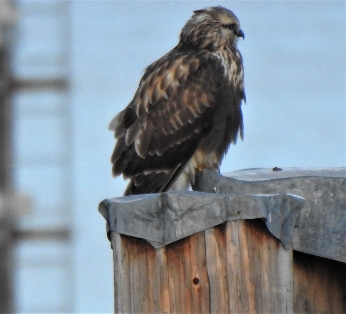 Rough-legged Hawk - ML388600071