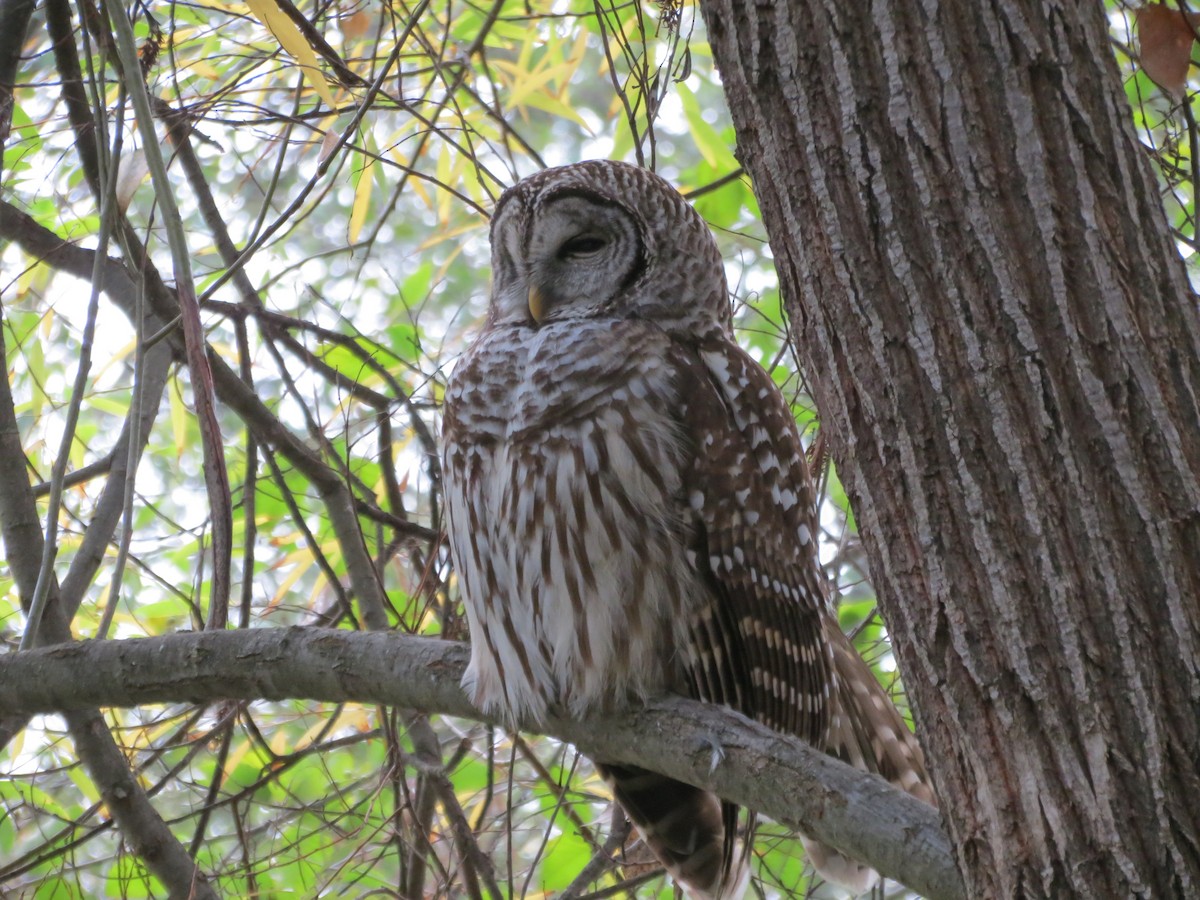 Barred Owl - ML388601081