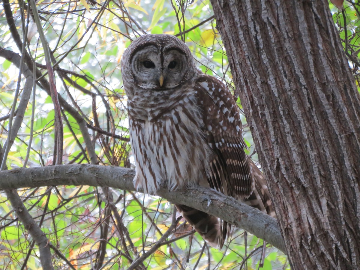 Barred Owl - ML388601101