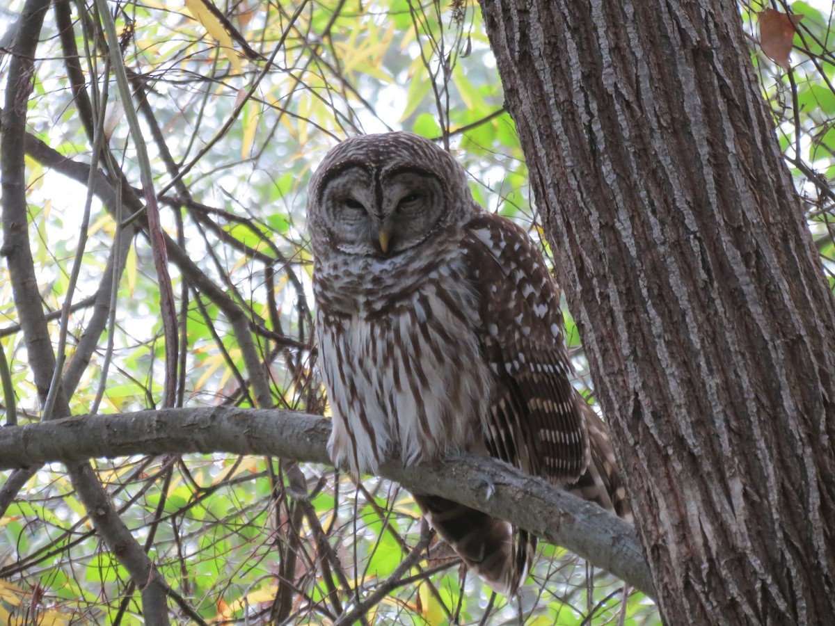 Barred Owl - ML388601121