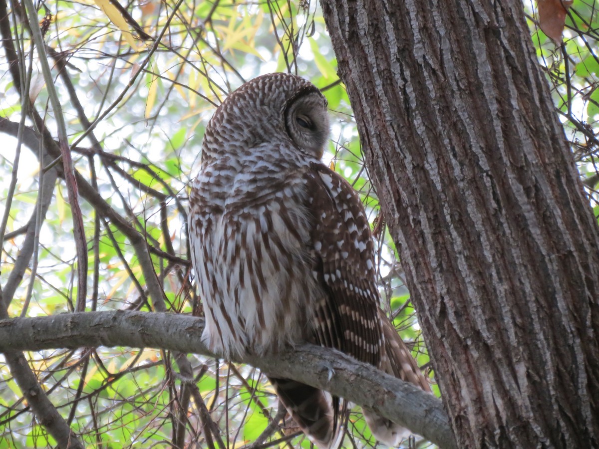 Barred Owl - ML388601131