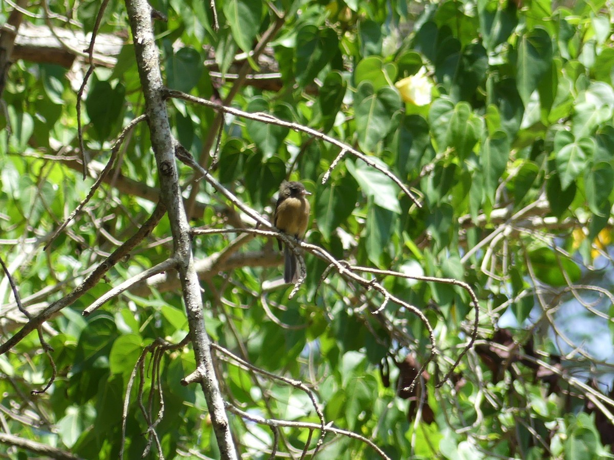 Lesser Antillean Pewee (Puerto Rico) - Callan Murphy