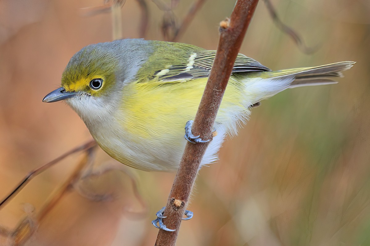 White-eyed Vireo - ML388602211