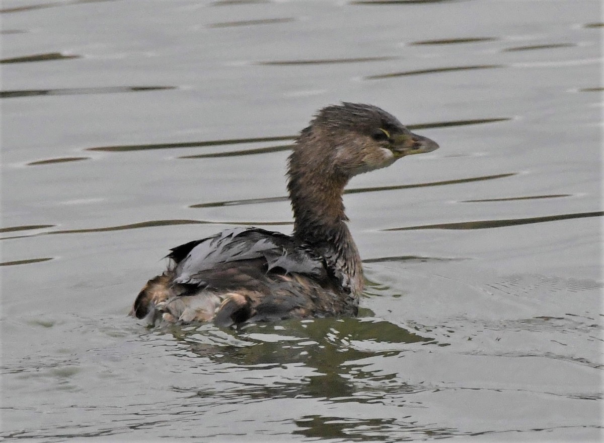 Pied-billed Grebe - Mike Winck