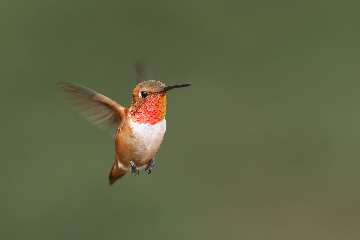 Rufous Hummingbird - Kojo Baidoo