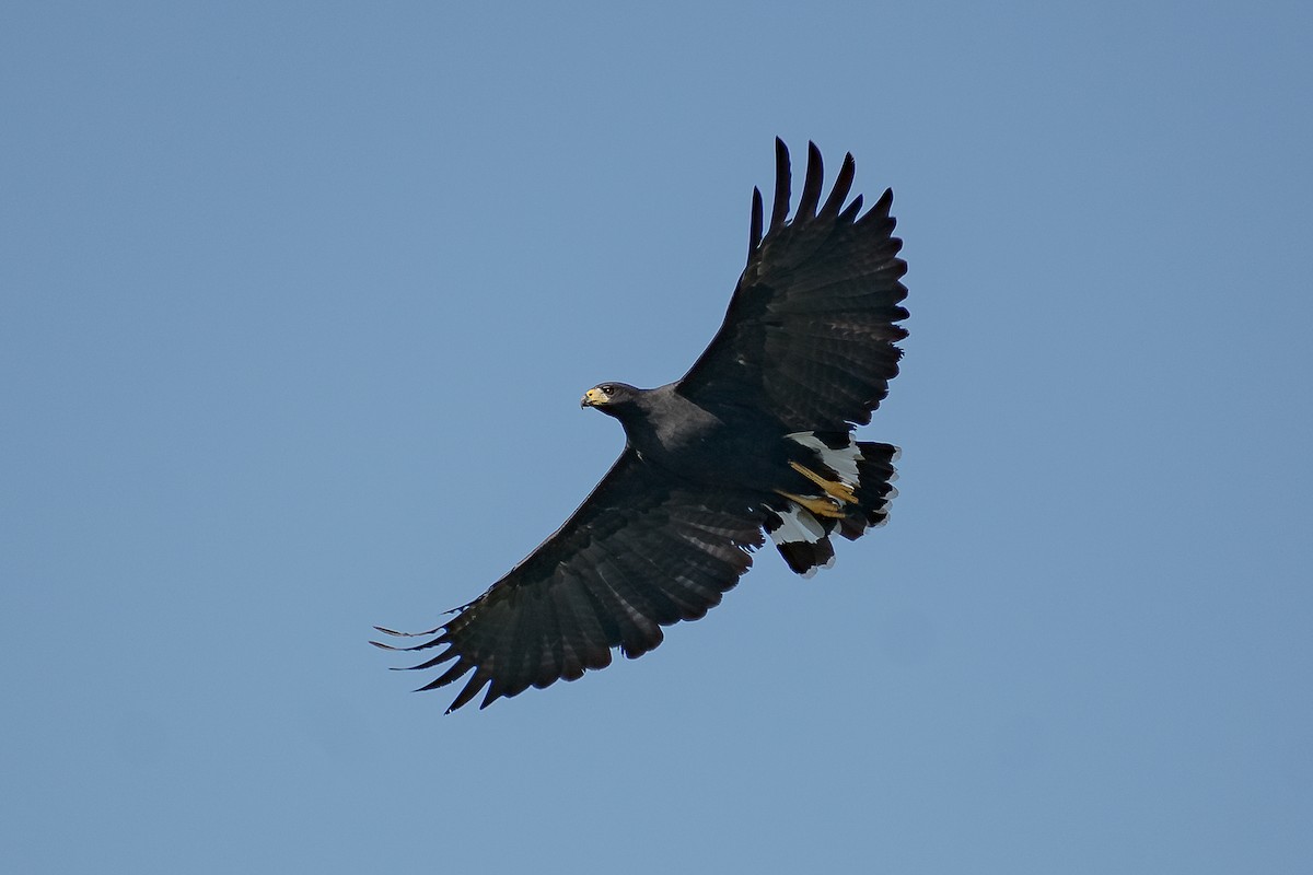 Great Black Hawk - ML388605271