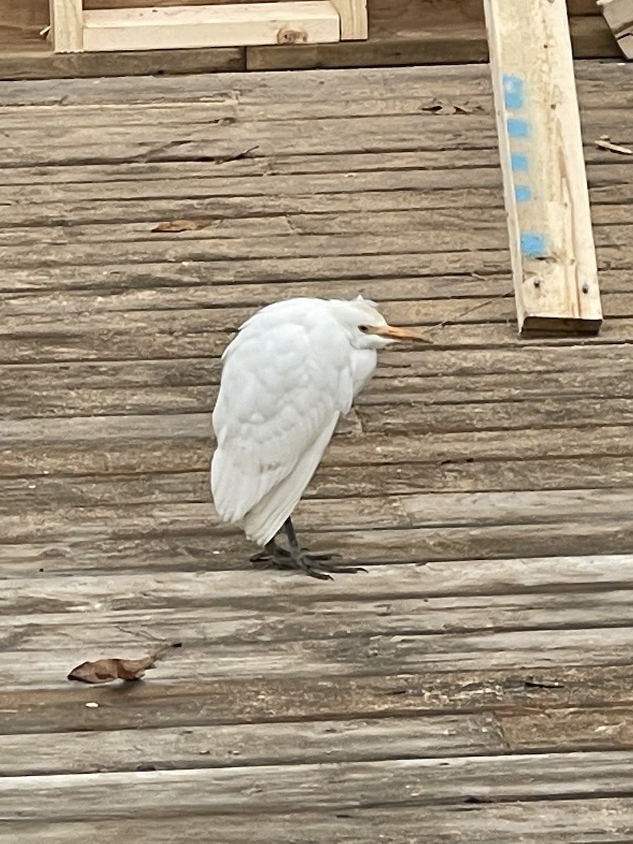 Western Cattle Egret - Gerry Gerich