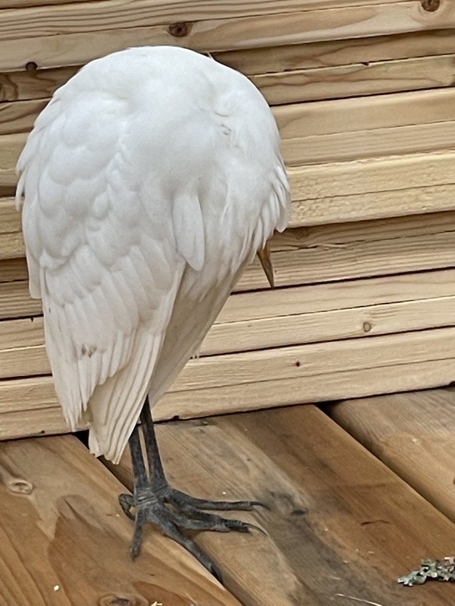 Western Cattle Egret - Gerry Gerich