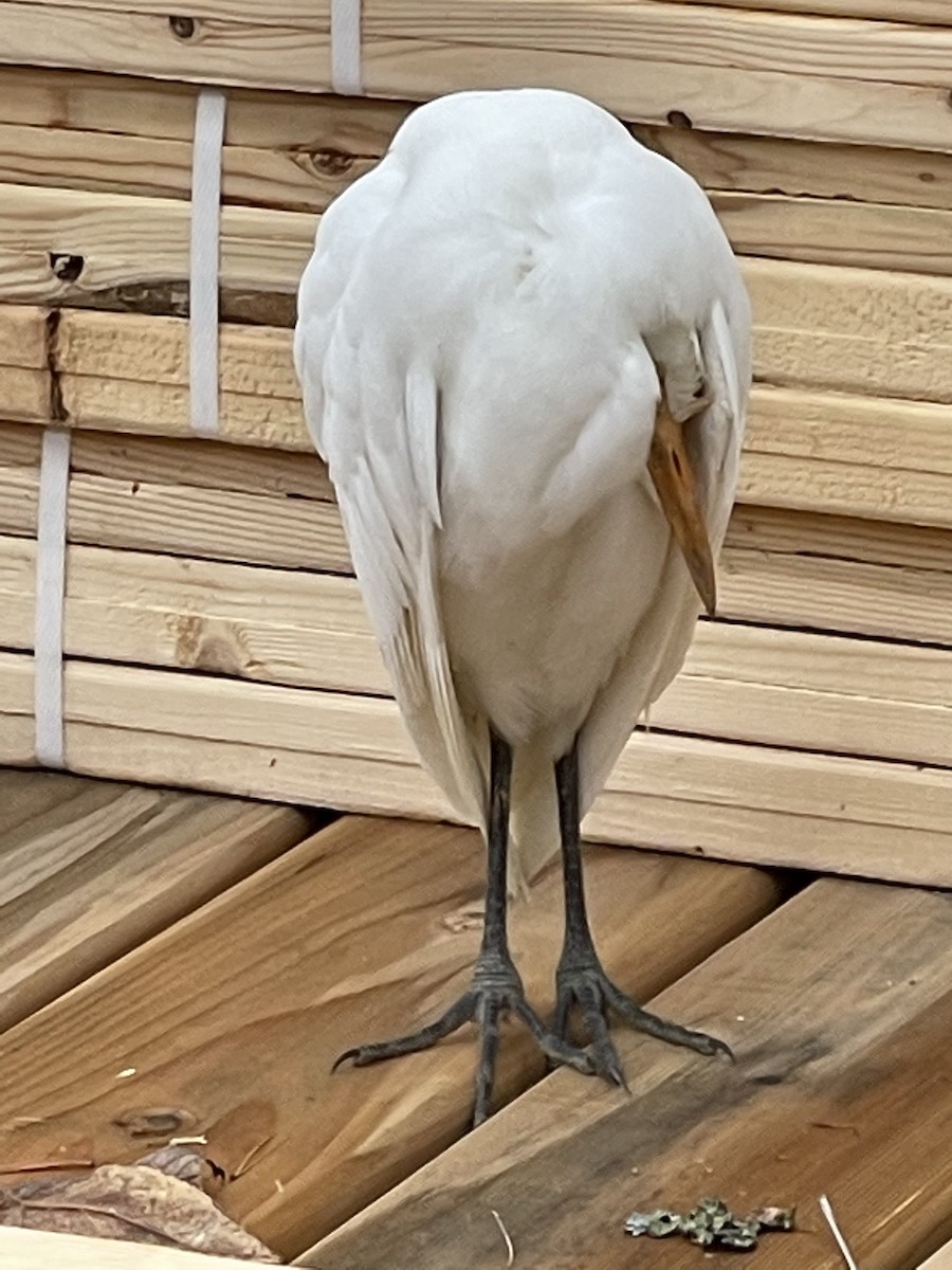 Египетская цапля (ibis) - ML388605621
