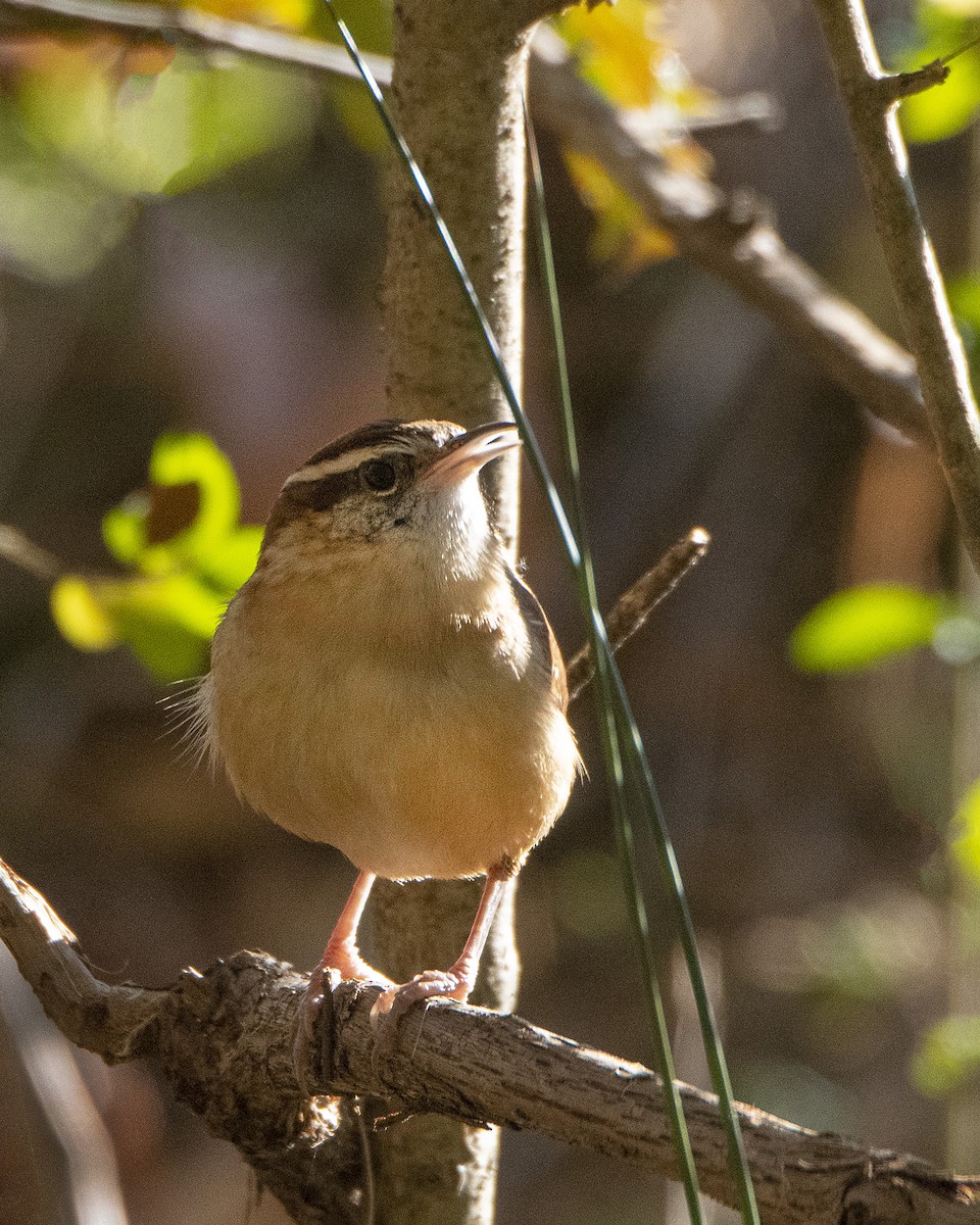 Carolina Wren - ML388605871