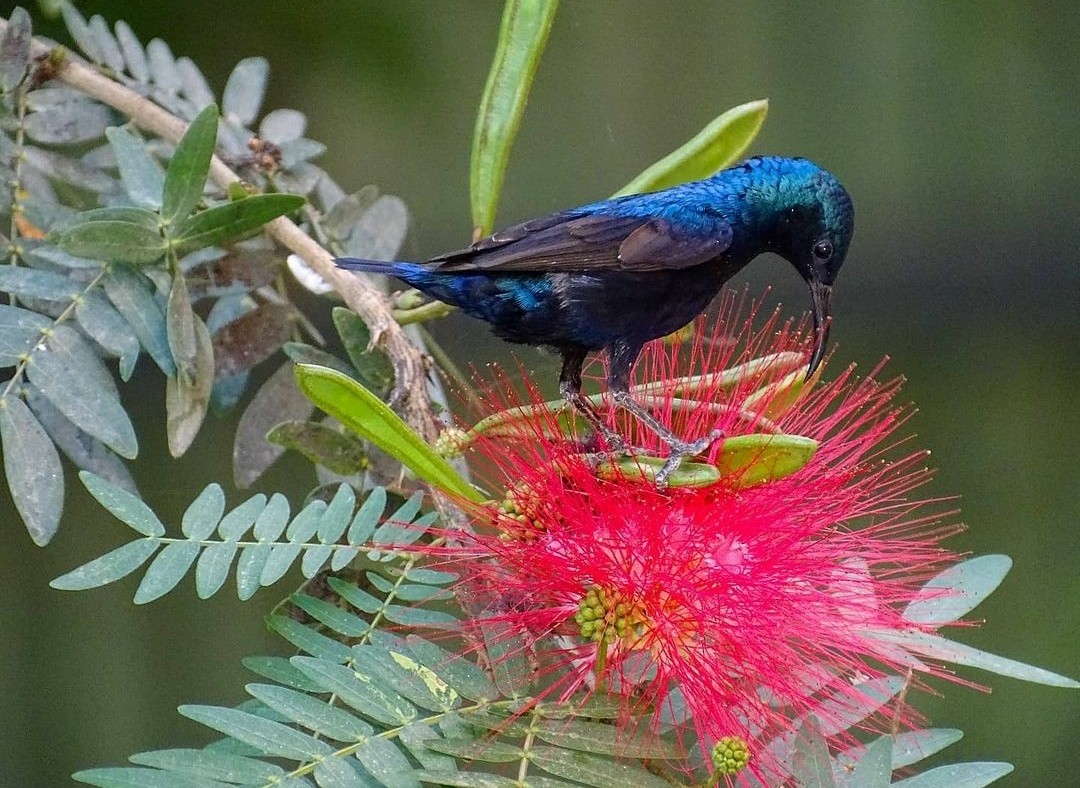 Purple Sunbird - ML388605921