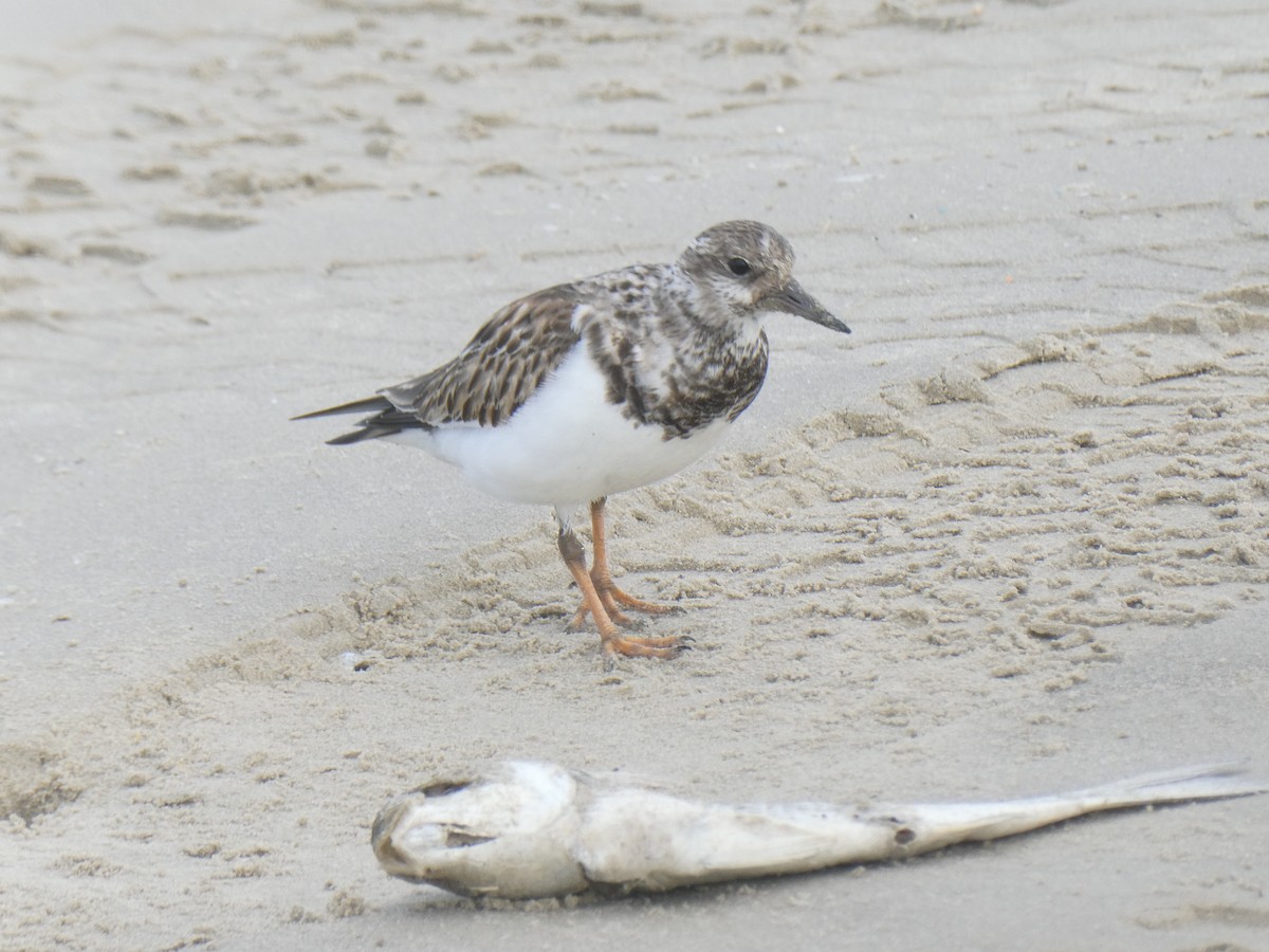 Ruddy Turnstone - ML388607281