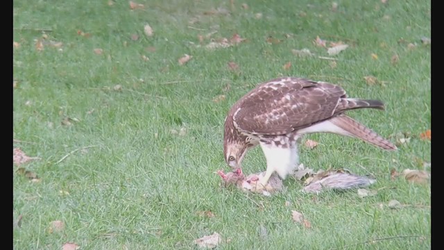 Red-tailed Hawk - ML388607861