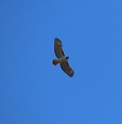 Red-tailed Hawk - ML388608441