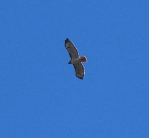 Red-tailed Hawk - ML388608451