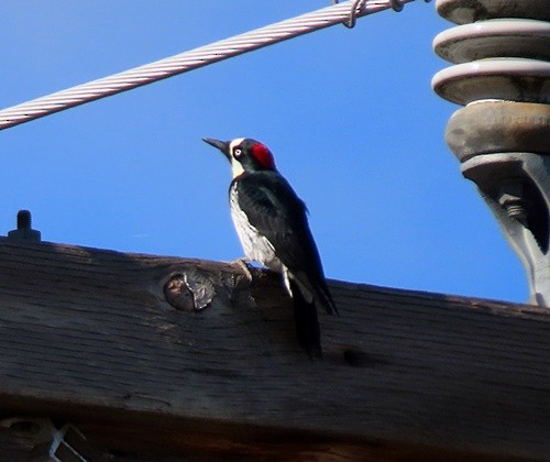 Acorn Woodpecker - ML388608521