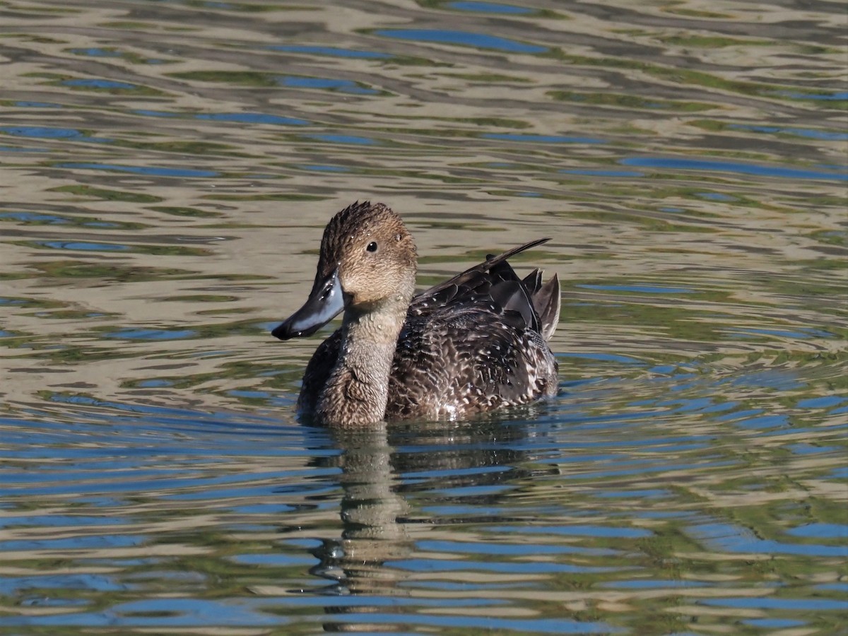 Northern Pintail - ML388608541