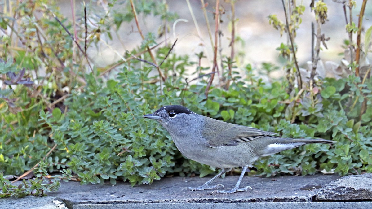 Eurasian Blackcap - ML388611991