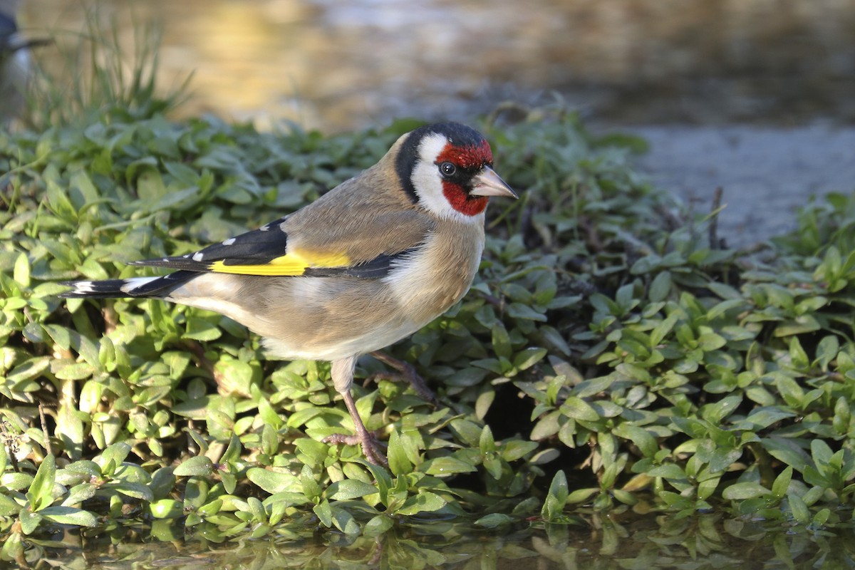 European Goldfinch - ML388612331