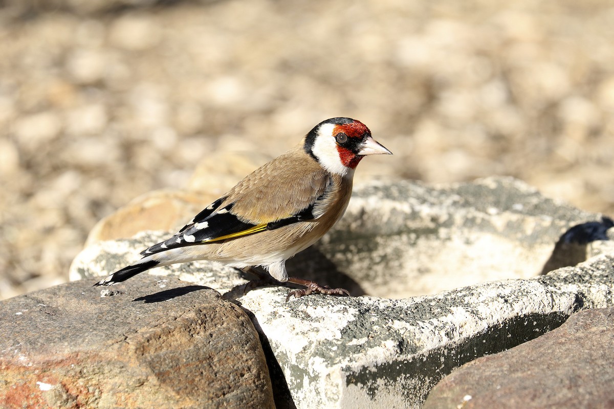 European Goldfinch - ML388612341