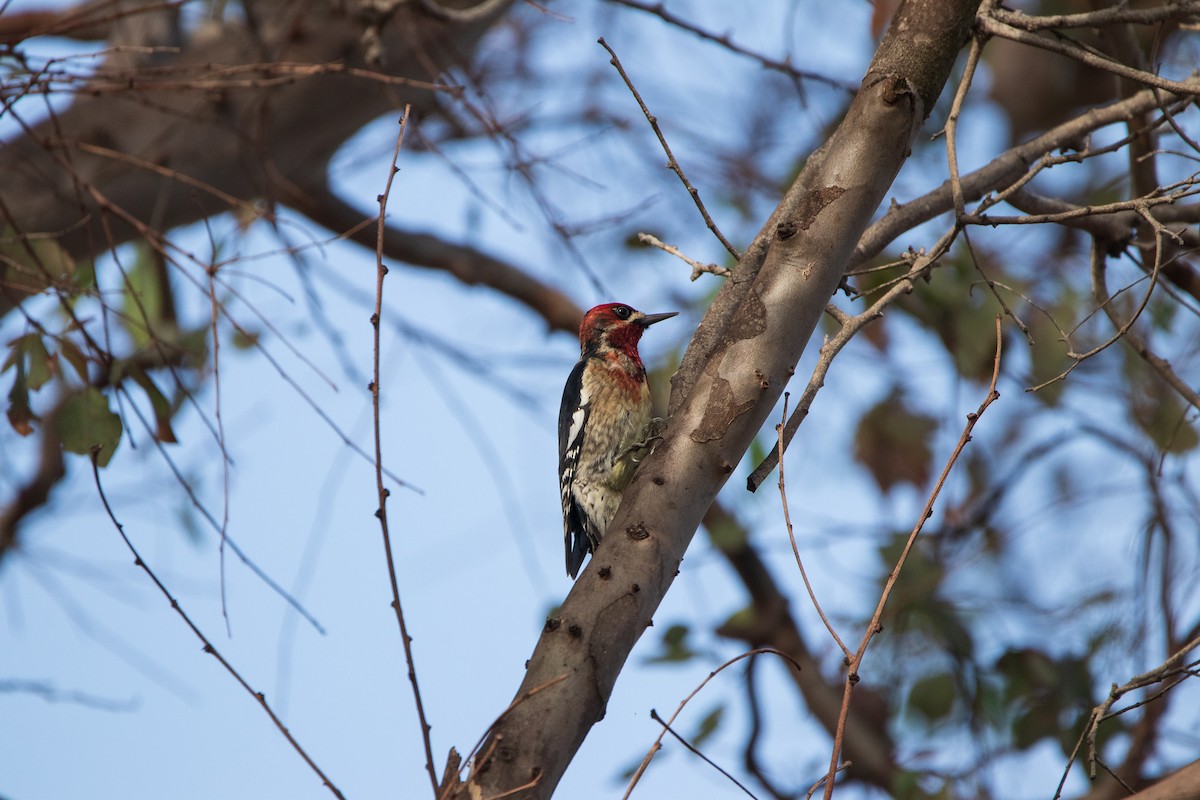 Red-breasted Sapsucker - Kevin Kosidlak🦉🦅