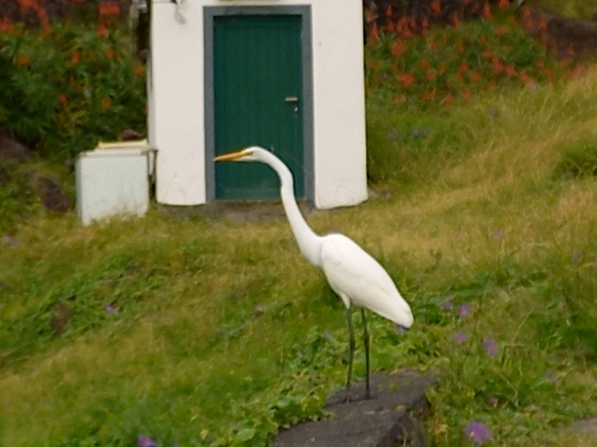 Great Egret - ML388616271