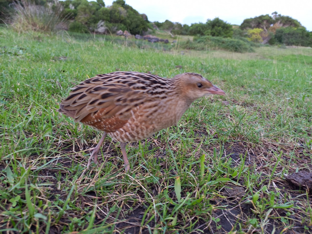 Corn Crake - ML388616521