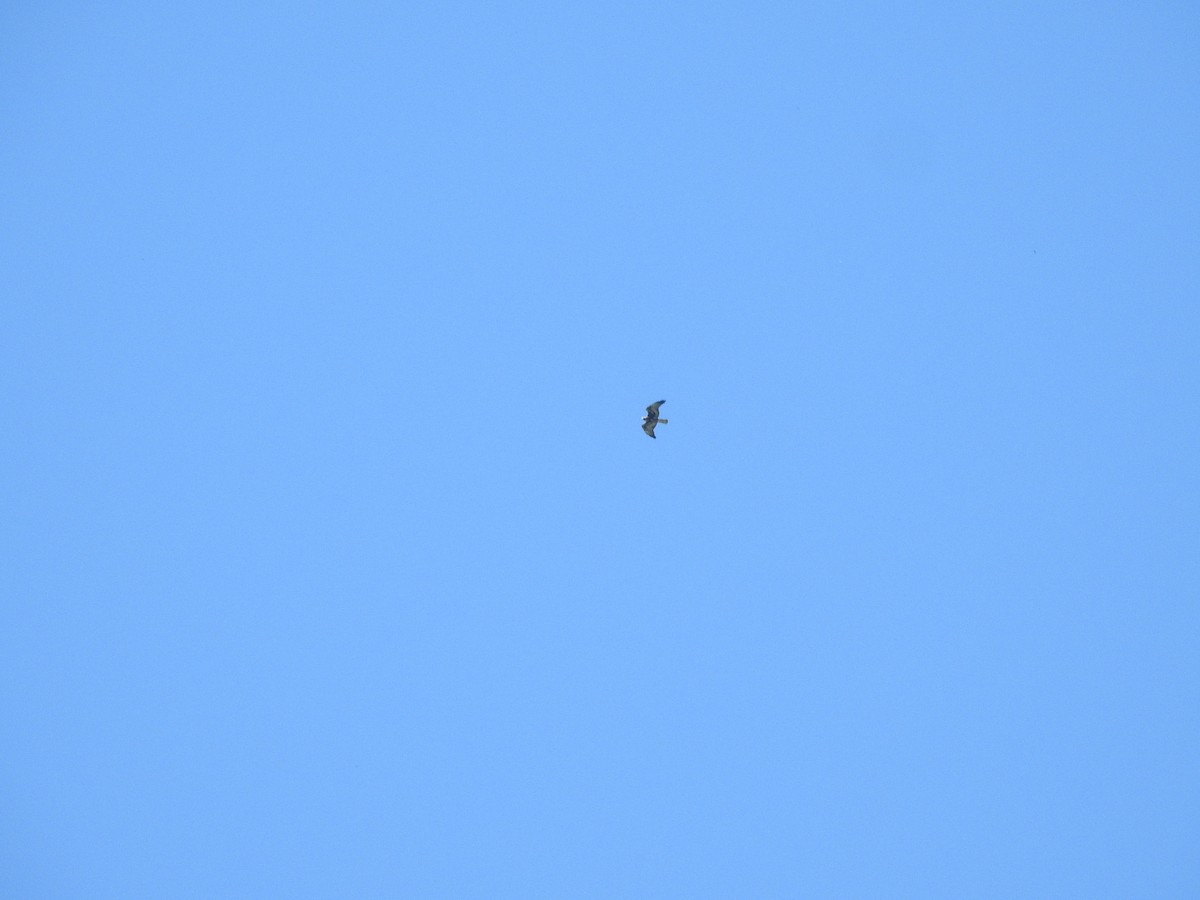 White-tailed Hawk - ML388616801