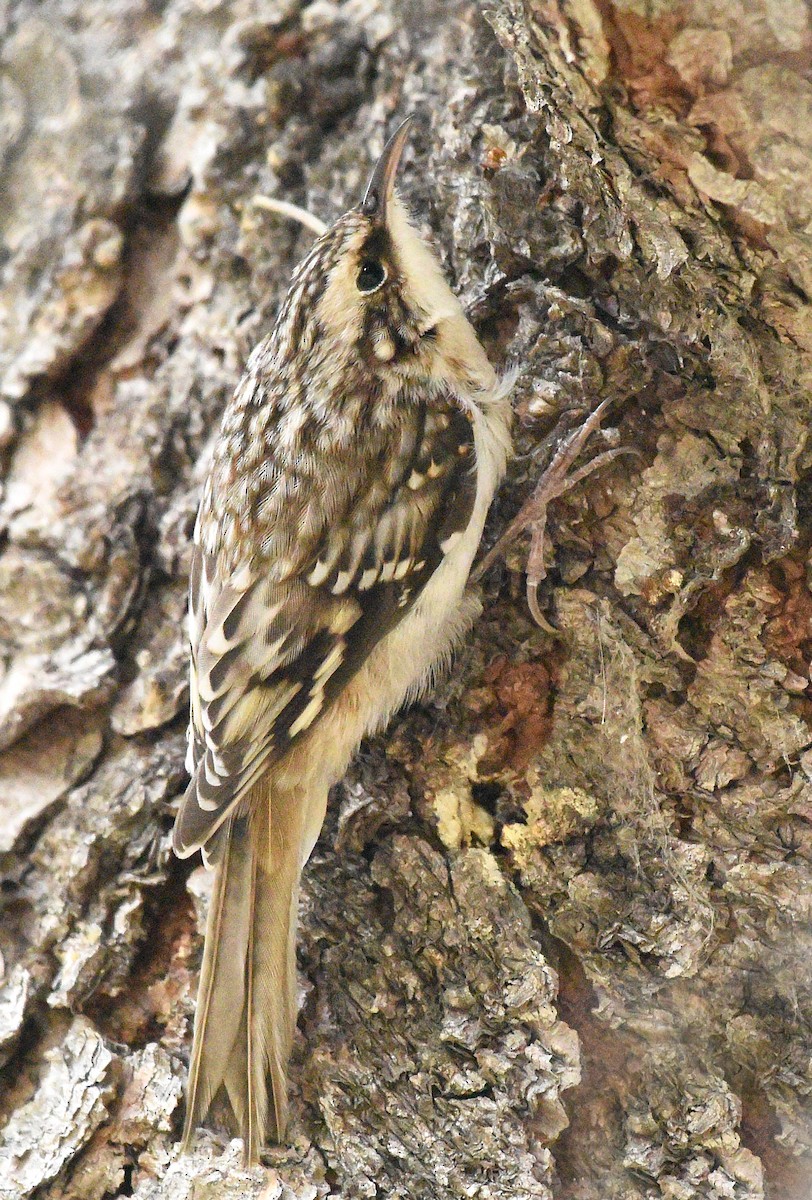 Brown Creeper (americana/nigrescens) - ML388616831