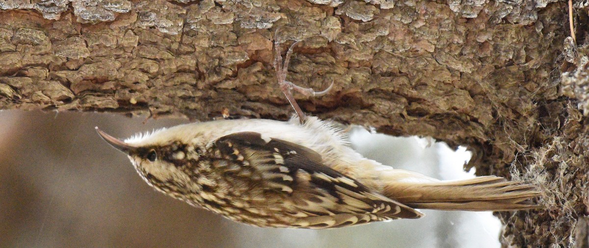 Brown Creeper (americana/nigrescens) - ML388616861