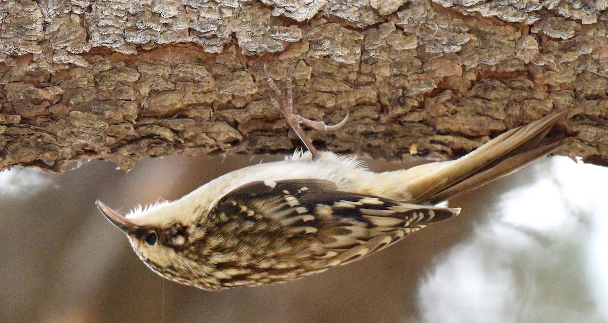 Brown Creeper (americana/nigrescens) - ML388616871