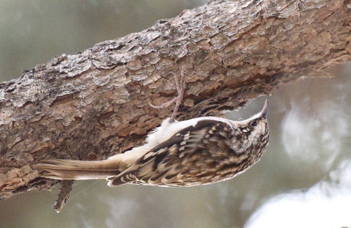 Brown Creeper (americana/nigrescens) - ML388616891