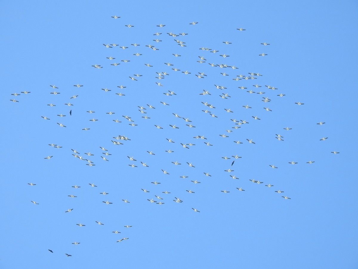 American White Pelican - ML388617111