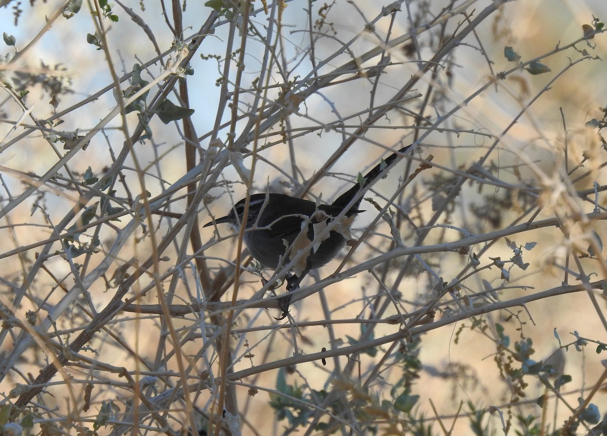 Bewick's Wren - ML388617221