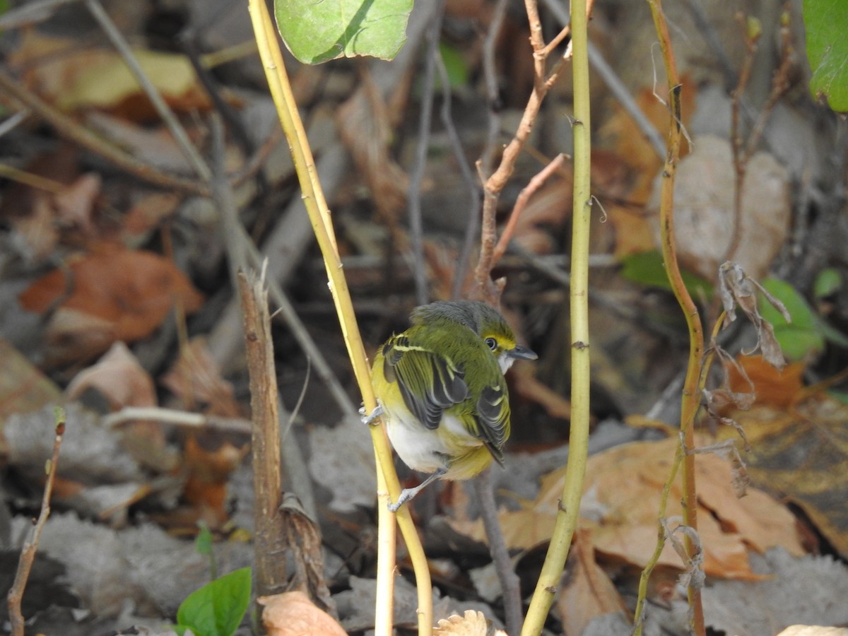 Ak Gözlü Vireo - ML388617451