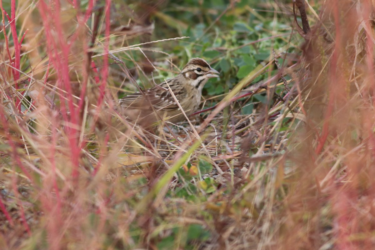 Lark Sparrow - ML38861751