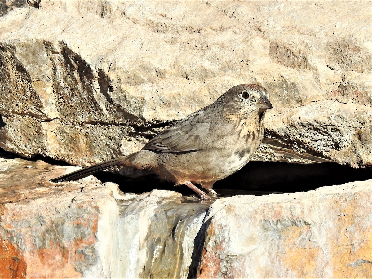 Canyon Towhee - ML388617841