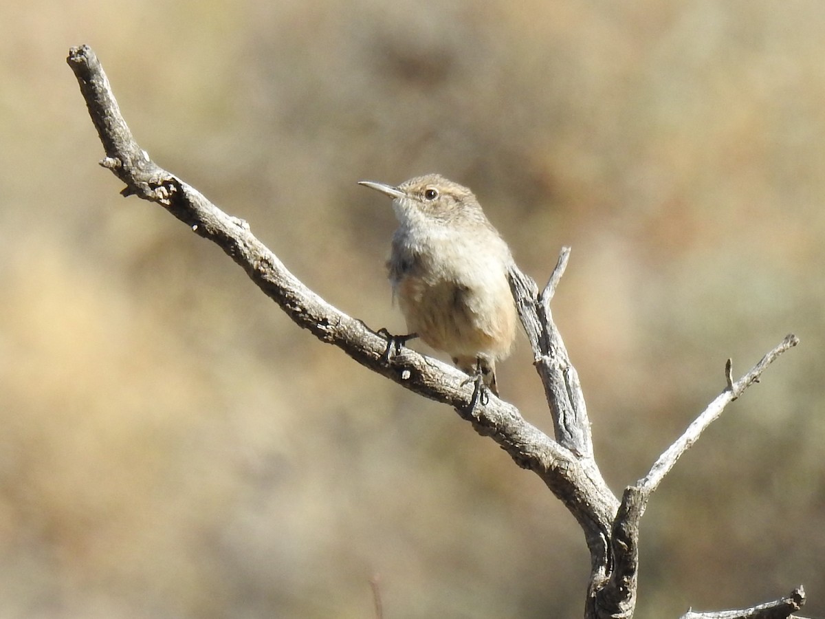 Rock Wren - ML388618431