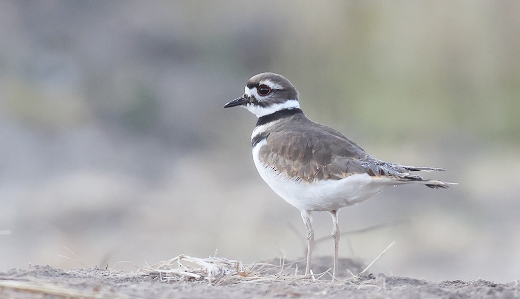 Killdeer - manuel grosselet
