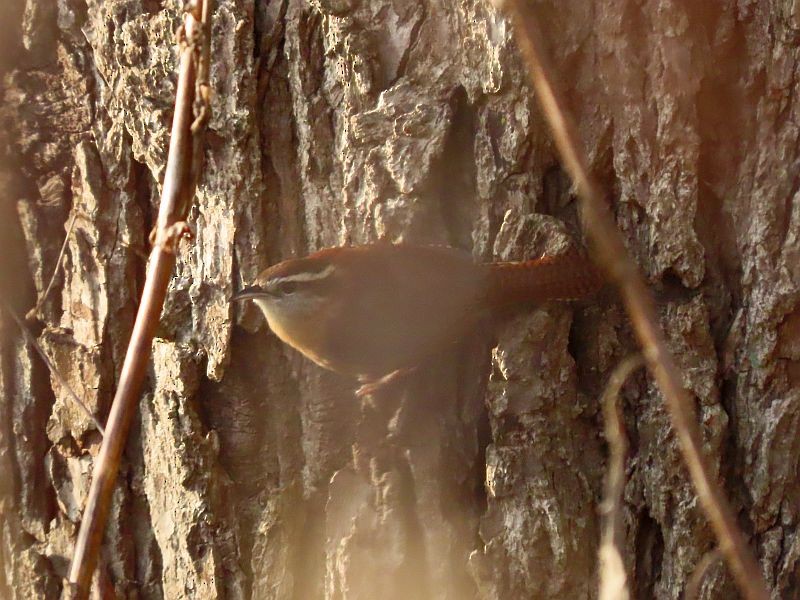 Carolina Wren - ML388618631