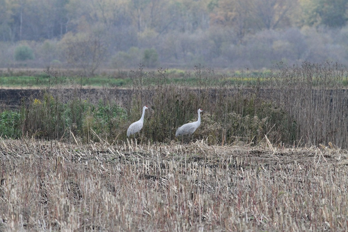 Sandhill Crane - ML38862011