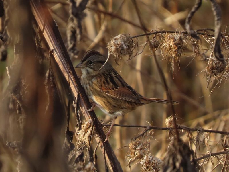 Swamp Sparrow - ML388620791