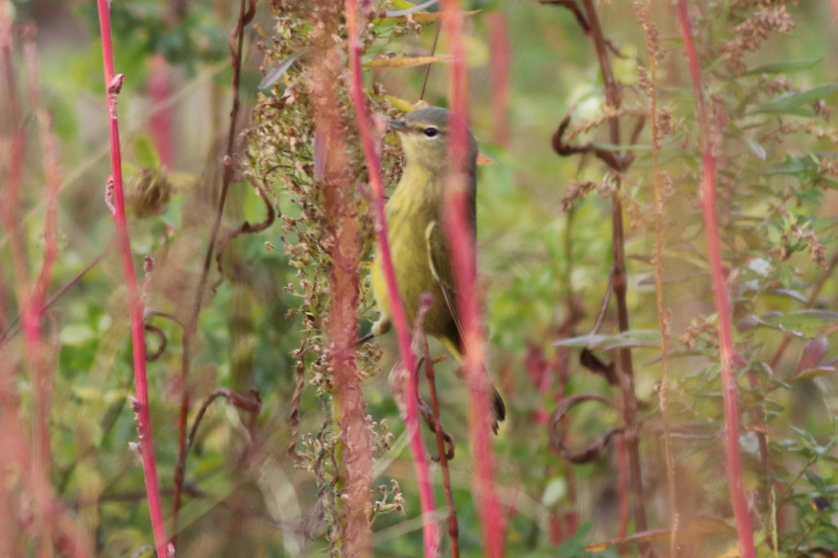 Orange-crowned Warbler - ML38862091