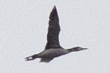 Common Loon - ML388622151