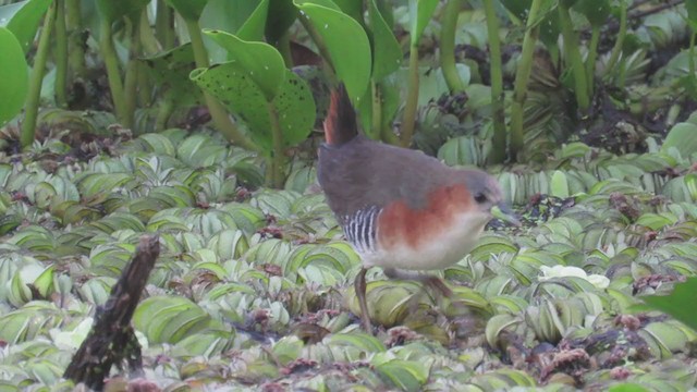 Rufous-sided Crake - ML388623261